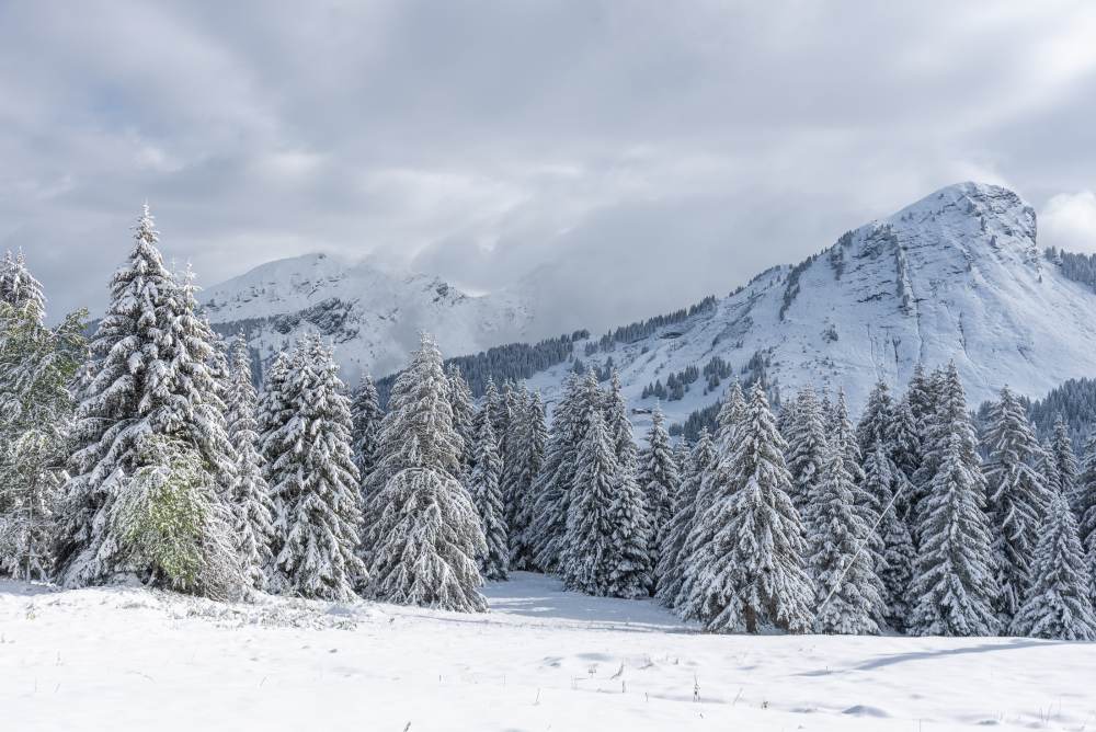First Snow - 20cm this morning on the Chavannes Side