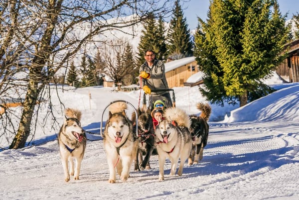 Sledge dog rides in Les Gets - Activity for children