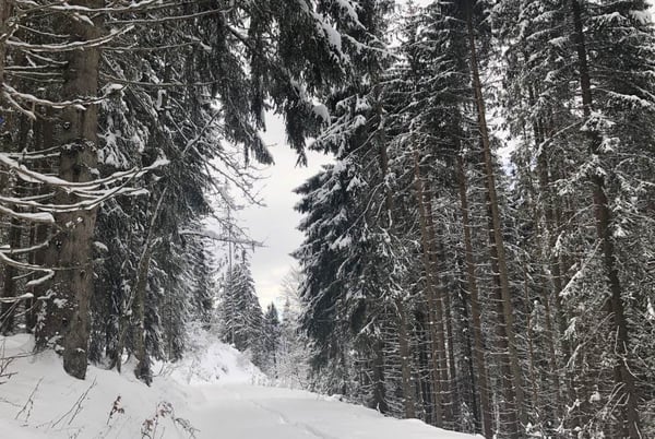 Snowshoe walk - Nauchets Belvedere - Les Gets