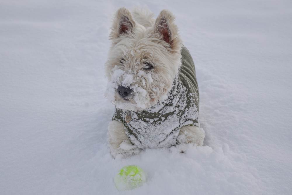 Première neige - 20cm de neige fraiche ce matin aux Chavannes