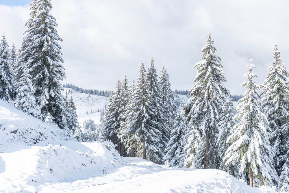 Première neige - 20cm de neige fraiche ce matin aux Chavannes