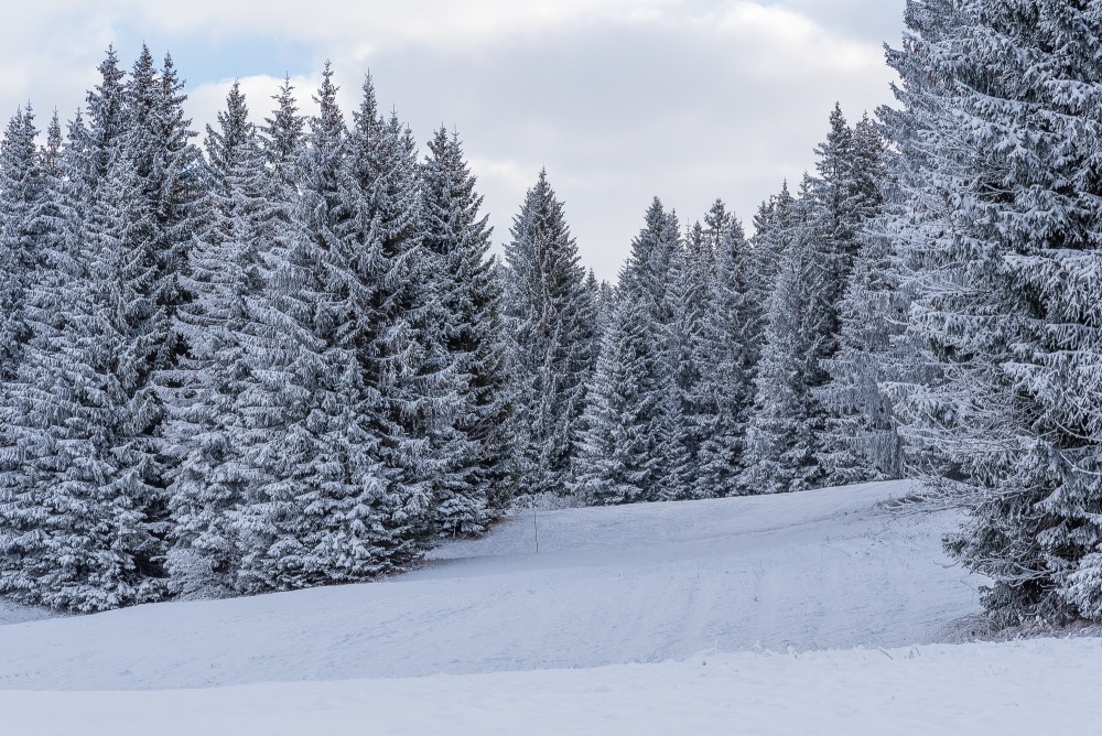 Les Gets - Pictures of Fresh snow in November